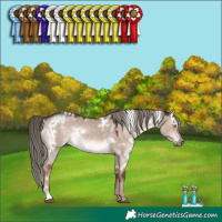 Horse Color:White Spotted Liver Red Dun Mushroom Rabicano 