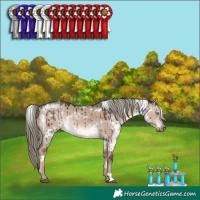 Horse Color:White Spotted Liver Red Dun Mushroom Rabicano Brindle 
