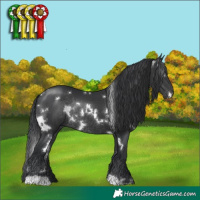 Horse Color:White Spotted Black Rabicano 