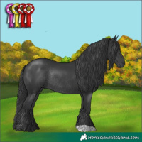 Horse Color:Black Rabicano