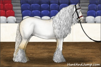 Horse Color:Gray Palomino 
