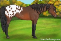 Horse Color:Bay Appaloosa 