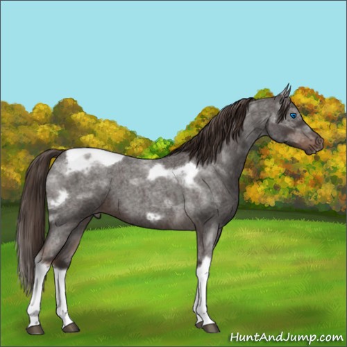 Horse Color:Liver Red Roan Tobiano Frame 