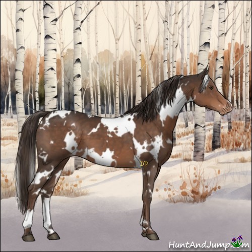 Horse Color:White Spotted Liver Chestnut Appaloosa 