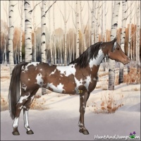Horse Color:White Spotted Liver Chestnut Appaloosa 