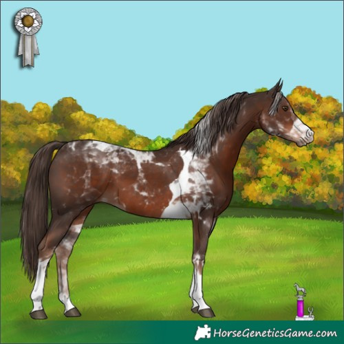 Horse Color:Liver Chestnut Tobiano 