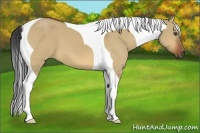 Horse Color:Bay Dun Tobiano 