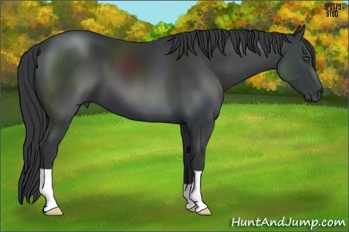 Horse Color:Black 