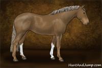 Horse Color:Chocolate Palomino 