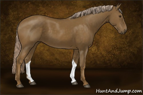 Horse Color:Chocolate Palomino 