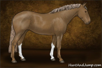Horse Color:Chocolate Palomino 