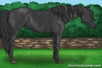 Horse Color:Black  Brindle
