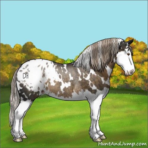 Horse Color:White Spotted Chocolate Palomino Splash Appaloosa Rabicano