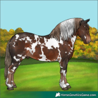 Horse Color:White Spotted Liver Chestnut 