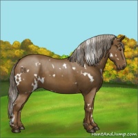 Horse Color:White Spotted Chocolate Palomino 