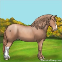 Horse Color:Gold Champagne