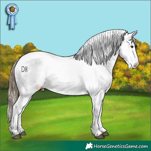 Horse Color:Liver Chestnut Appaloosa 