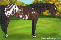 Horse Color:Bay Sabino Appaloosa 