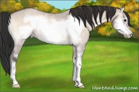 Horse Color:Bay Ice Roan Onyx Sabino Frame 