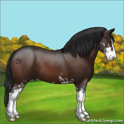 Horse Color:Brown Sabino 
