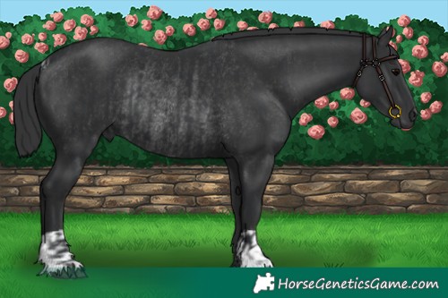 Horse Color:Black  and Black Rabicano 