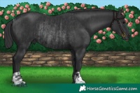 Horse Color:Black  and Black Rabicano 