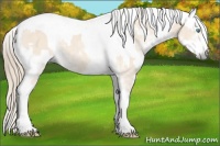 Horse Color:Perlino Sabino  and Gray Perlino Sabino 