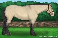 Horse Color:Buckskin Roan Dun Splash