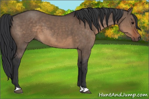 Horse Color:Brown Dun 
