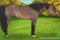 Horse Color:Brown Dun 