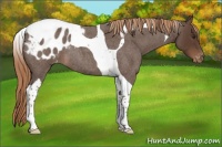 Horse Color:Liver Red Roan Tobiano Appaloosa 