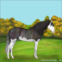 Horse Color:Midnight Bay Ice Splash Rabicano