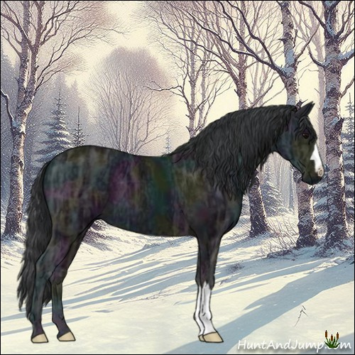 Horse Color:Midnight Black Ice 