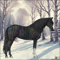 Horse Color:Midnight Black Ice 