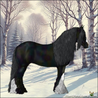 Horse Color:Midnight Black 