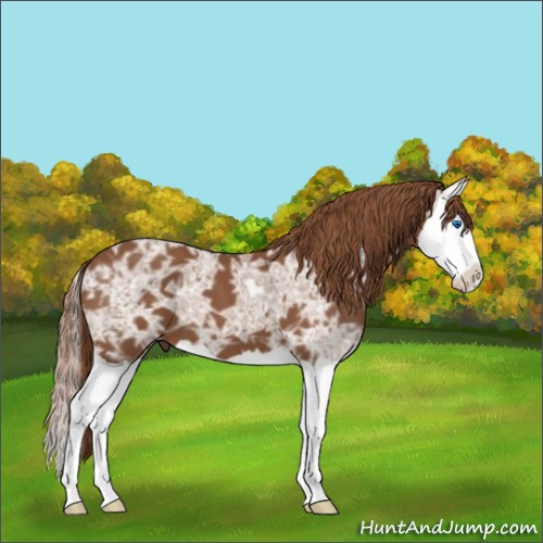 Horse Color:Chestnut Ice Splash 