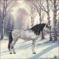 Horse Color:Grullo Ice 