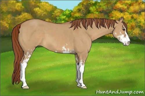 Horse Color:Unknown 