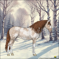 Horse Color:Red Dun Ice Rabicano 