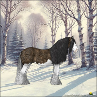 Horse Color:Bay Ice Dun Splash