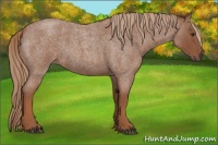 Horse Color:Red Roan