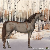 Horse Color:Liver Red Dun Brindle 