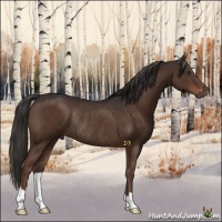 Horse Color:Liver Chestnut Rabicano 