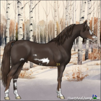 Horse Color:Liver Chestnut Frame 