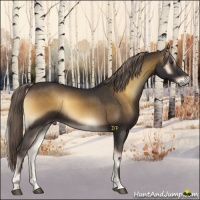 Horse Color:Chocolate Palomino Onyx