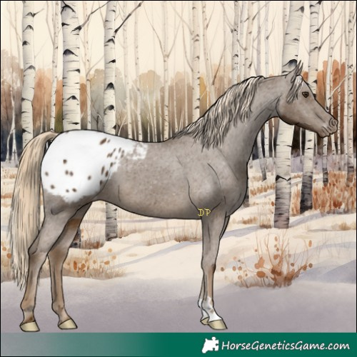 Horse Color:Chocolate Palomino Appaloosa 