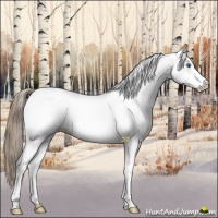 Horse Color:White Spotted Chocolate Palomino Splash 