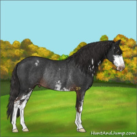 Horse Color:Liver Chestnut Sabino Appaloosa Rabicano