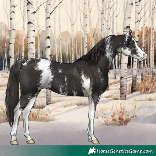 Horse Color:Liver Chestnut Sabino 