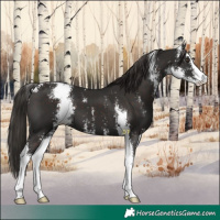 Horse Color:Liver Chestnut Sabino 